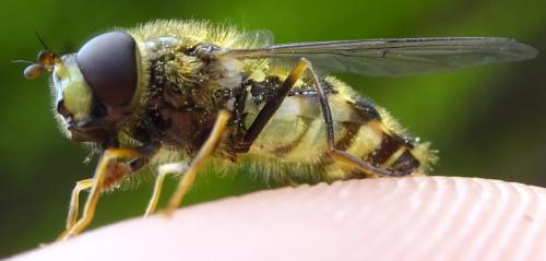 Dasysyrphus venustus